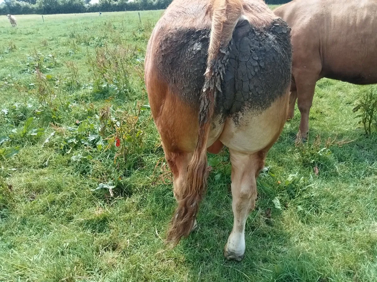 Livestock - Image 4