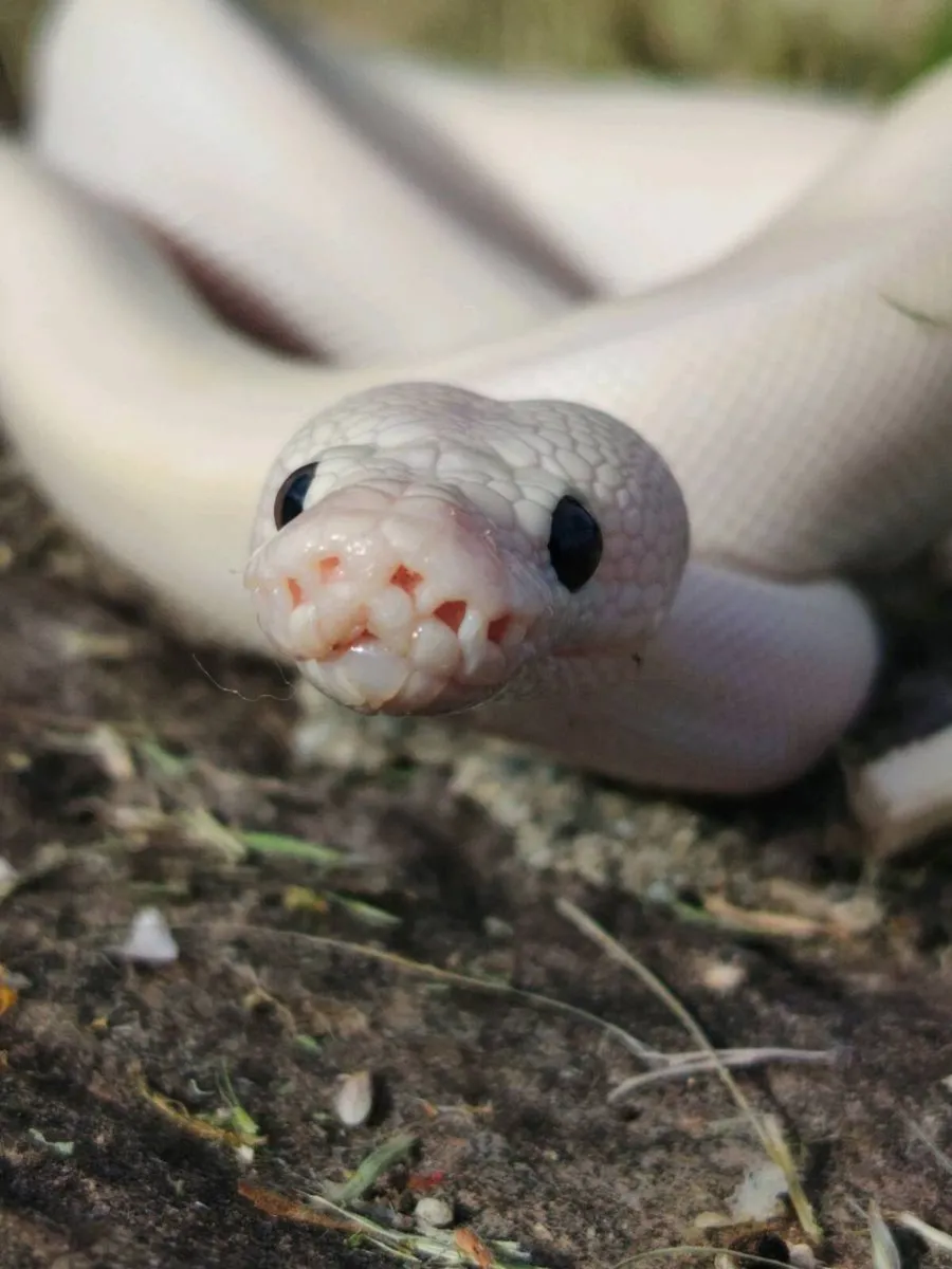Enchi ivory leopard clown male ball python - Image 2