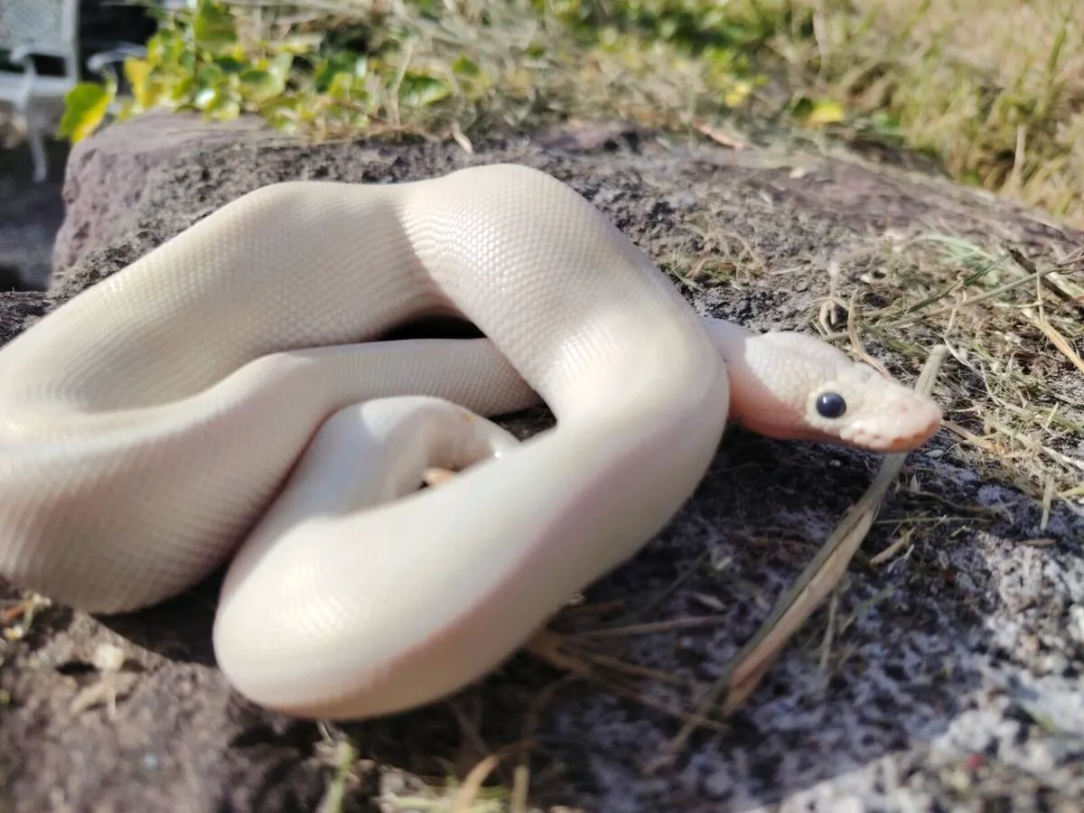 Enchi ivory leopard clown male ball python - Image 3