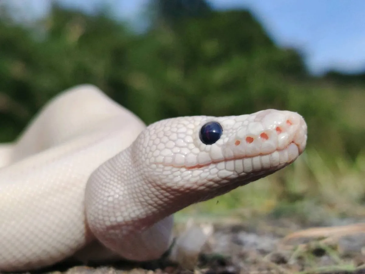 Enchi ivory leopard clown male ball python - Image 1