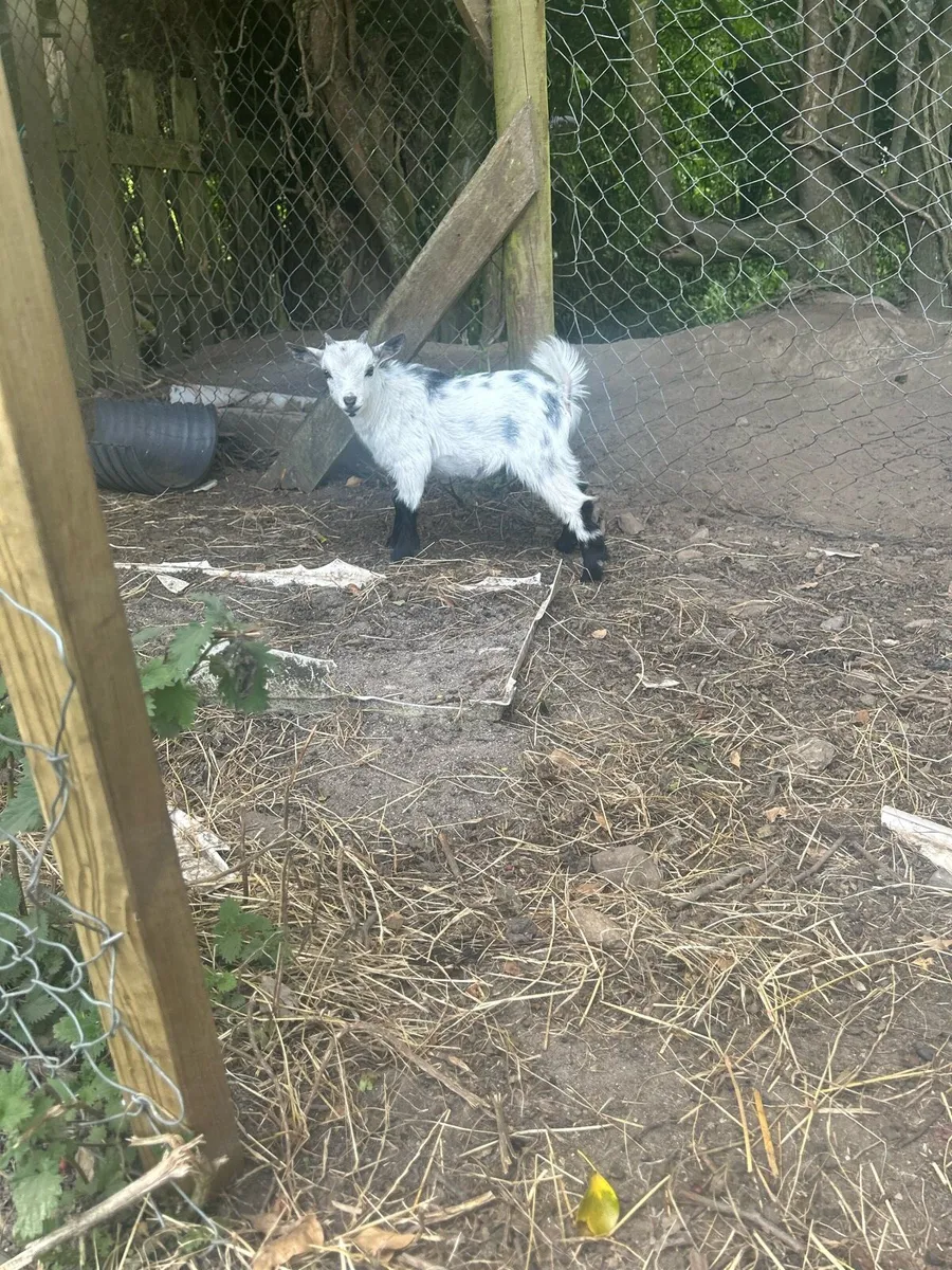 Baby Pygmy goat pucks and 2 year old puck - Image 1