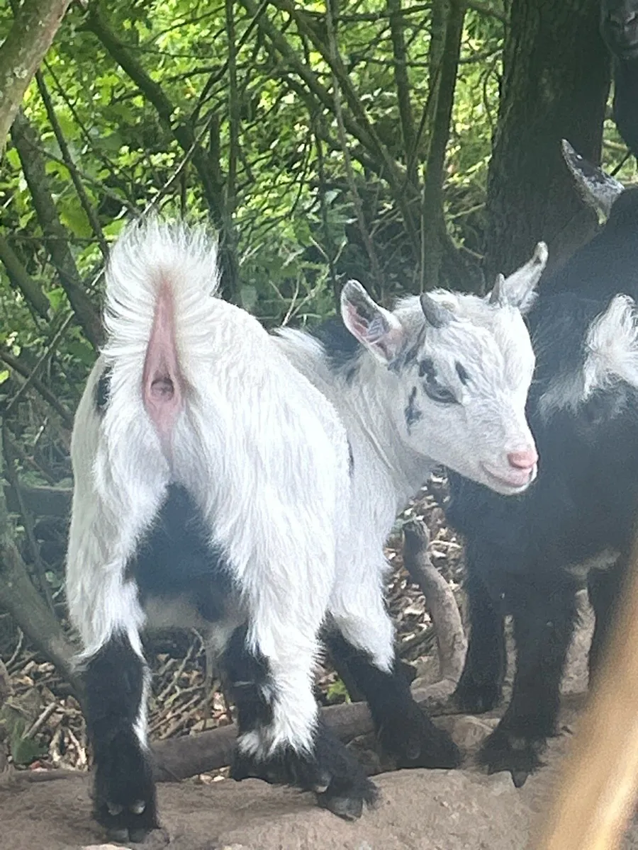 Baby Pygmy goat pucks and 2 year old puck - Image 3