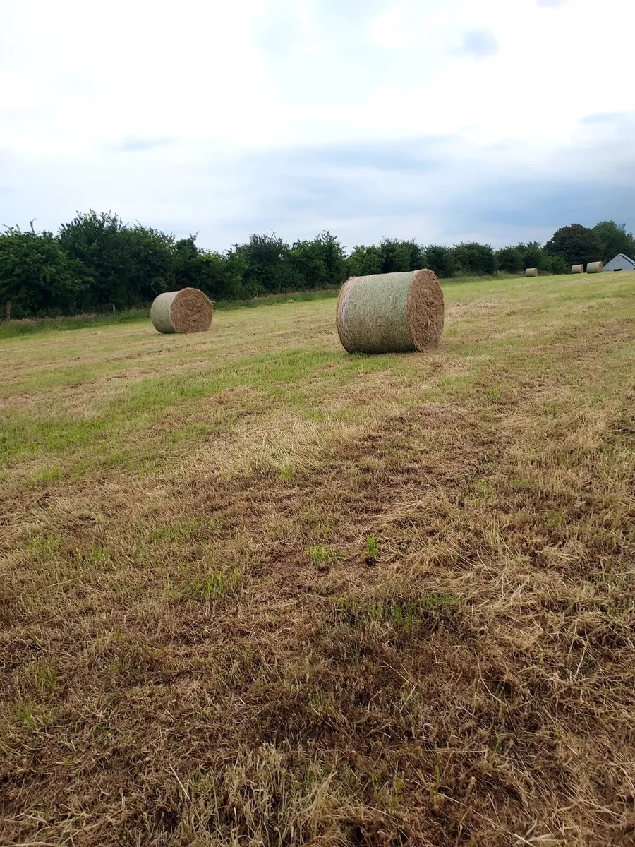 Round bales of hay - Image 1
