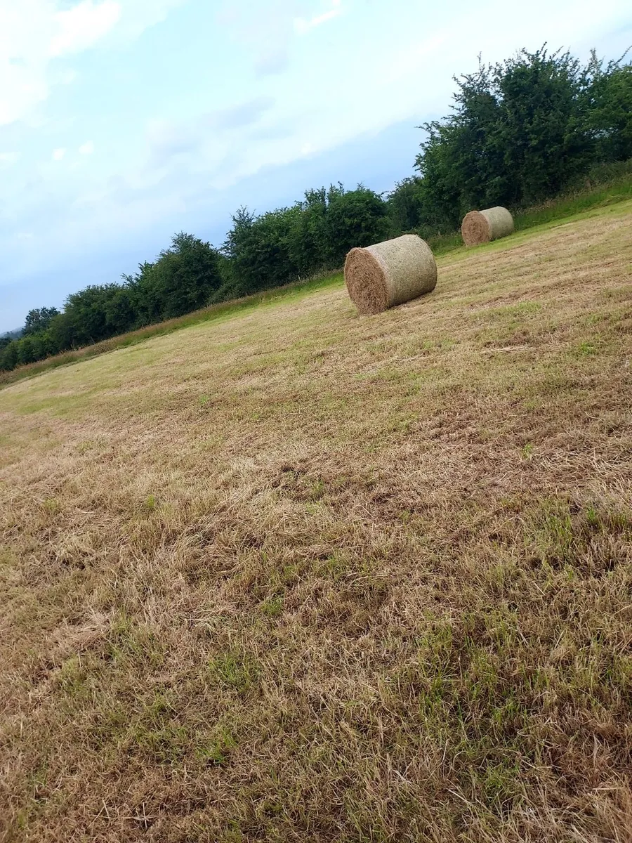 Round bales of hay - Image 2