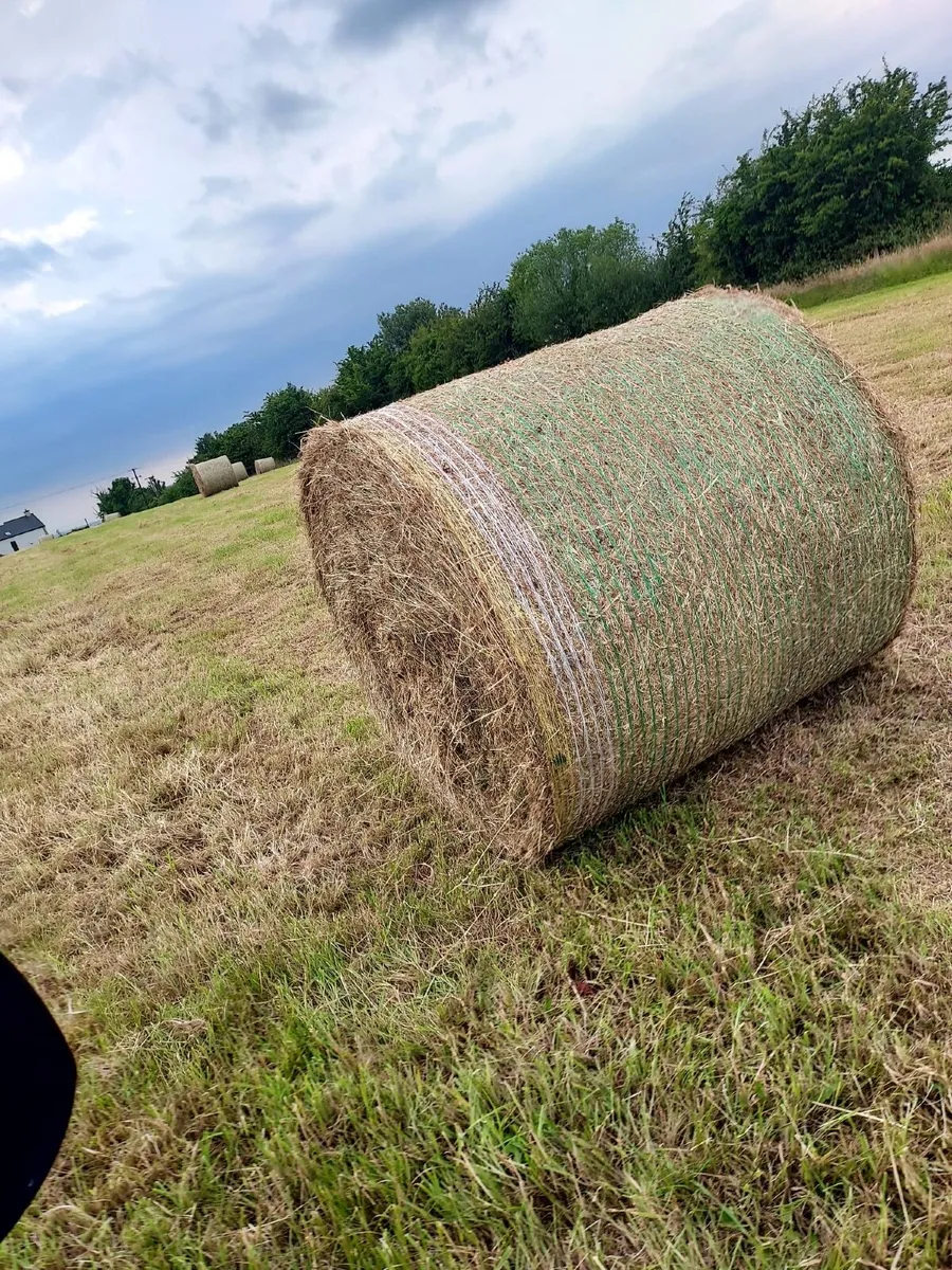 Round bales of hay - Image 3