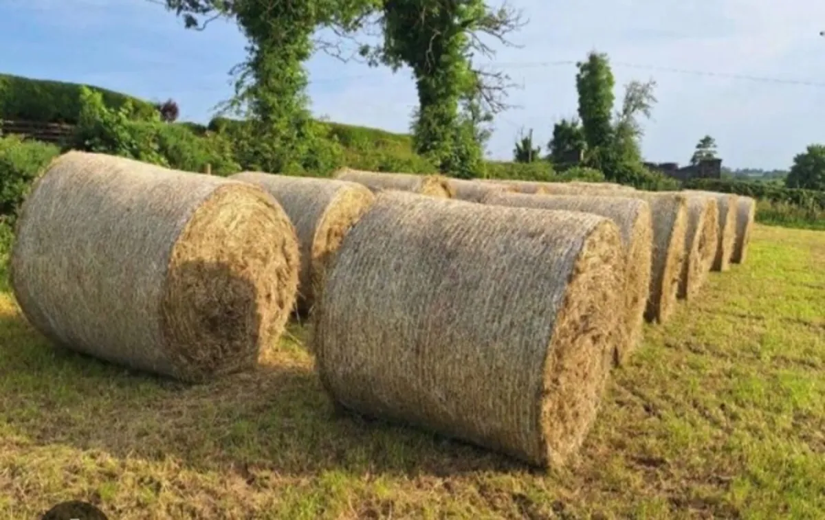 Round bales of hay - Image 4