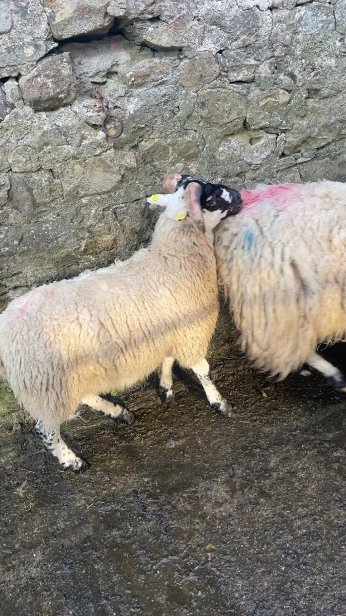 Ewe and Lamb - Image 1