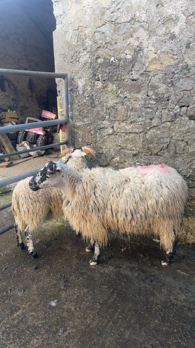 Ewe and Lamb - Image 2