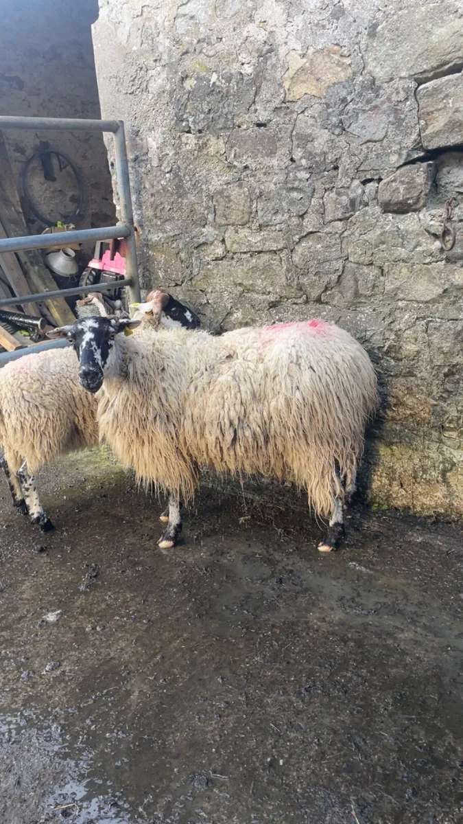 Ewe and Lamb - Image 3