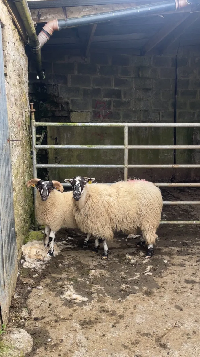 Ewe and Lamb - Image 4