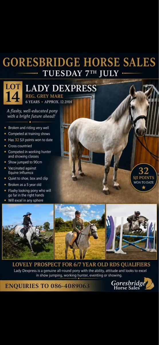 128cm ponies - Image 1