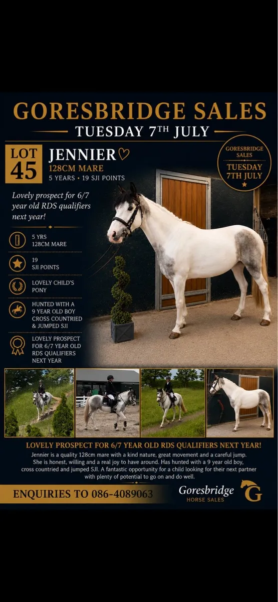 128cm ponies - Image 2