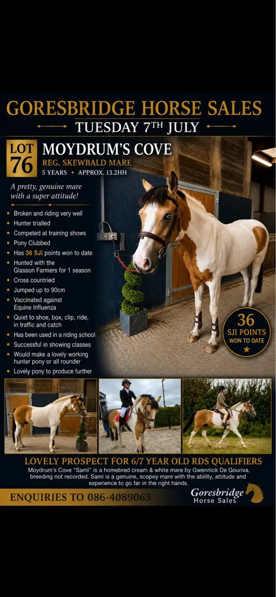 128cm ponies - Image 3