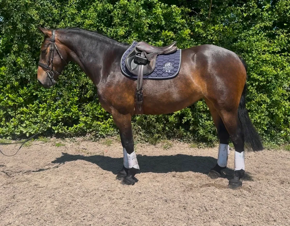Lot 357 Goresbridge Horse Sales - Image 1