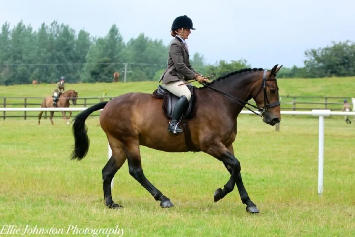 Lot 357 Goresbridge Horse Sales - Image 3