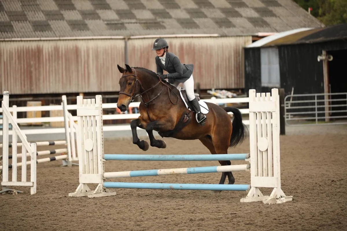 Lot 357 Goresbridge Horse Sales - Image 4