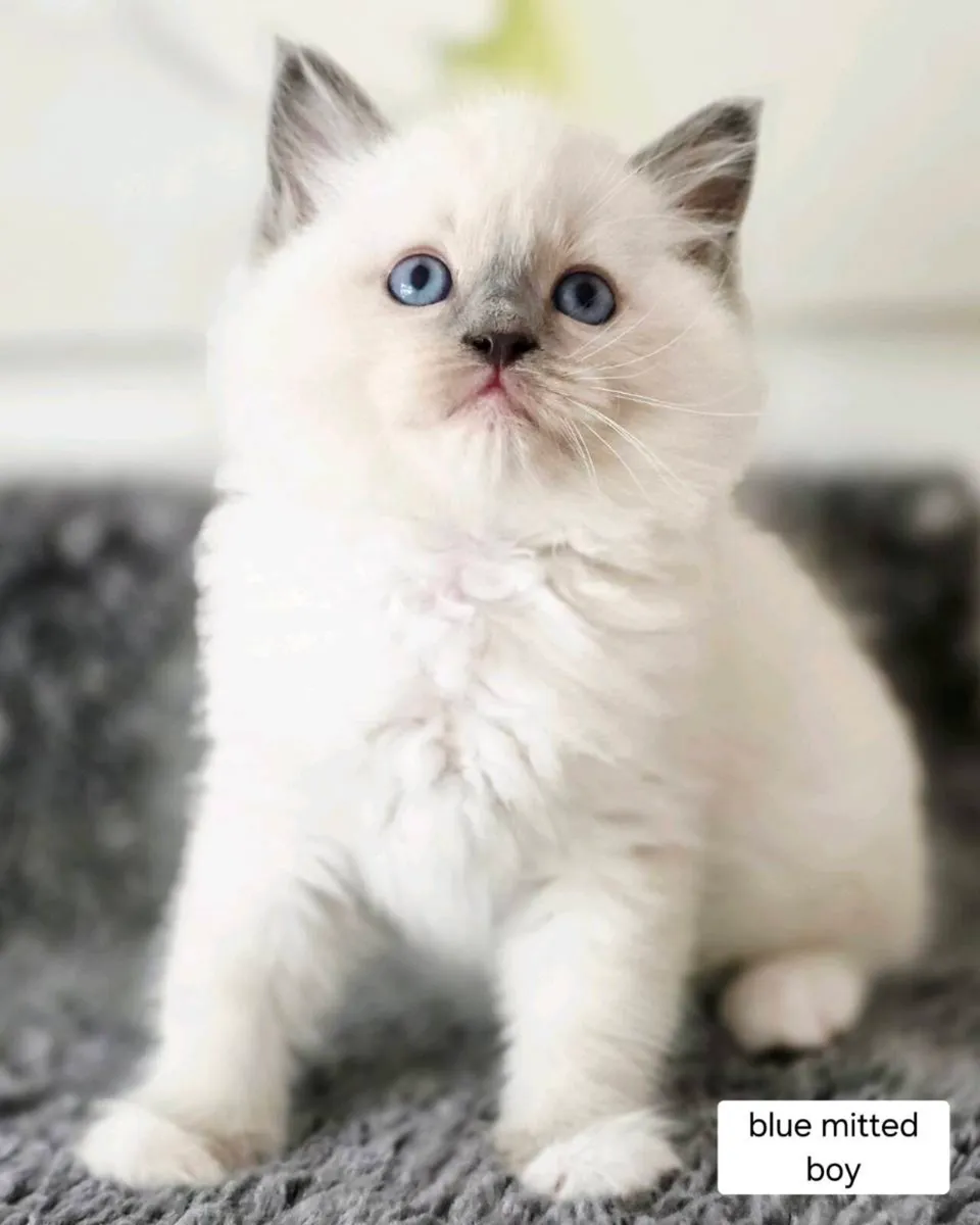 Pure breed Ragdoll kittens - Image 4