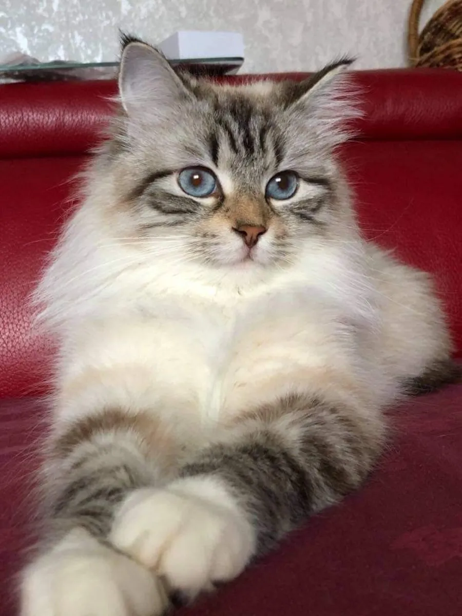 Purebred Siberian Kitten Girl - Image 4