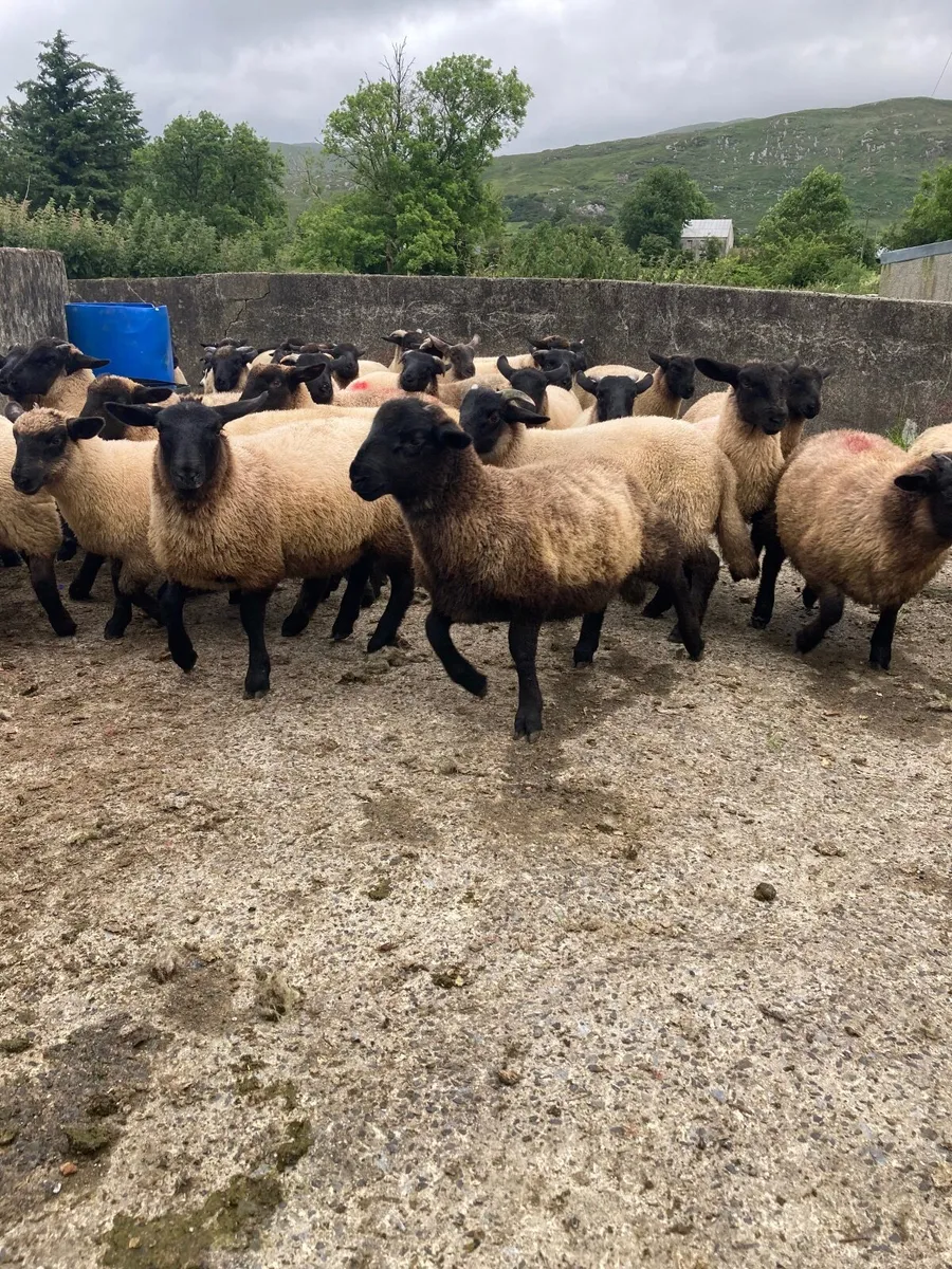 Suffolk Store lambs - Image 2
