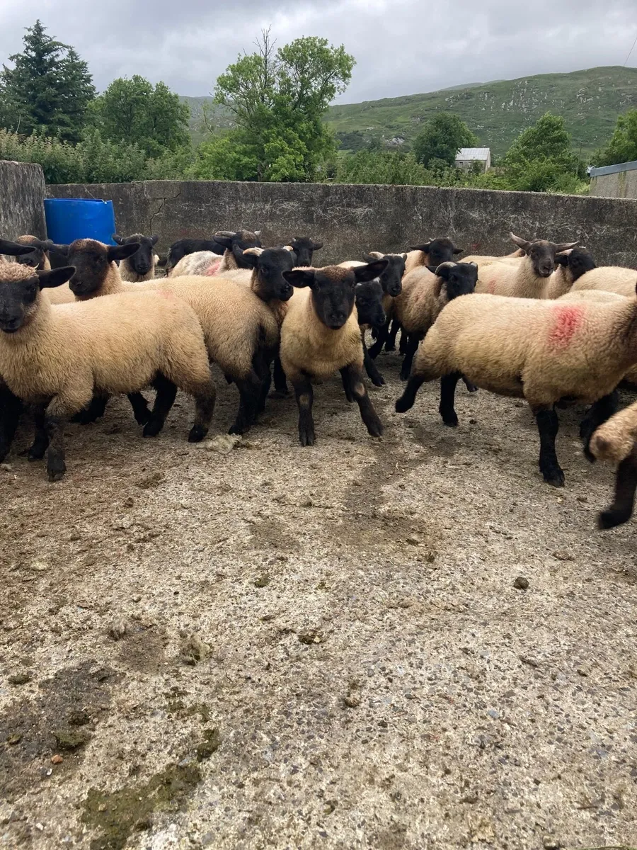 Suffolk Store lambs - Image 3
