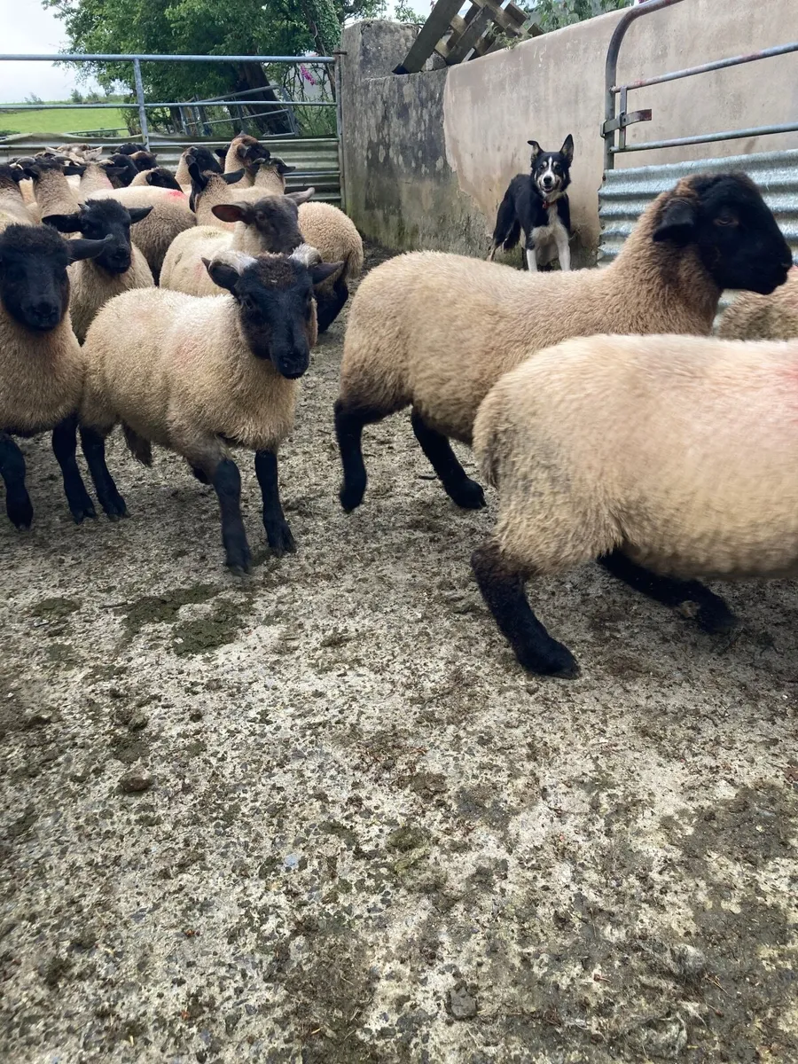 Suffolk Store lambs - Image 4