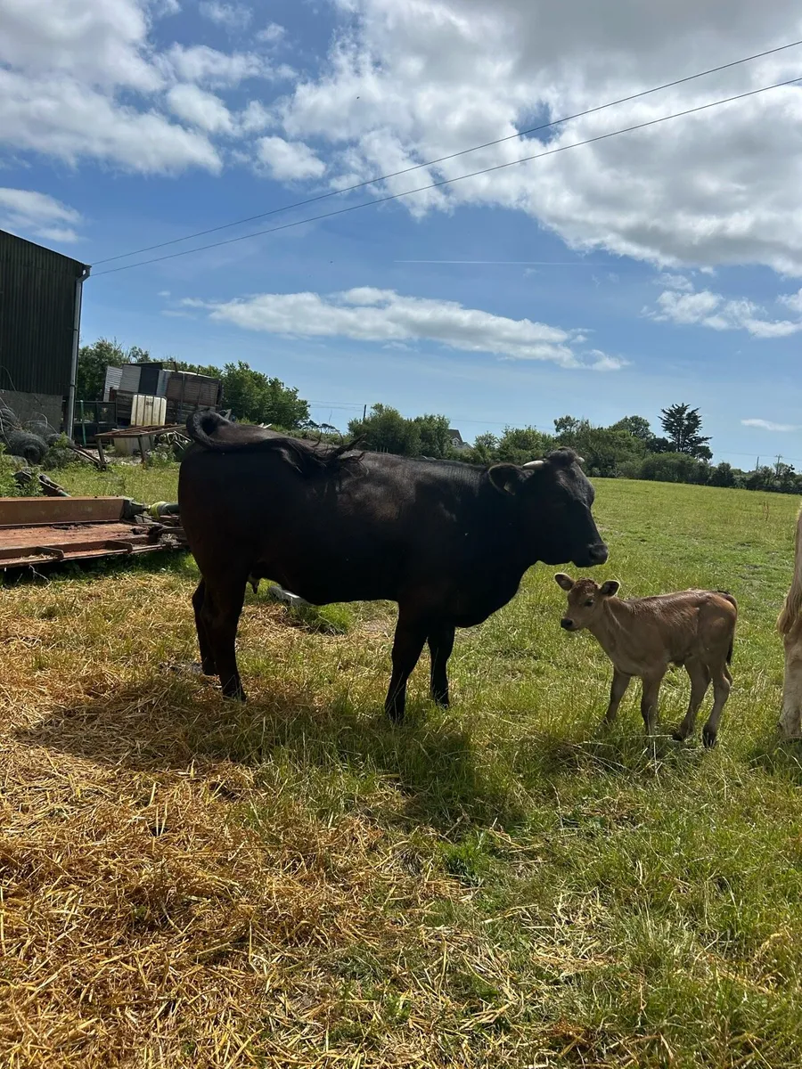 Limousine Heifer and calf at foot - Image 1