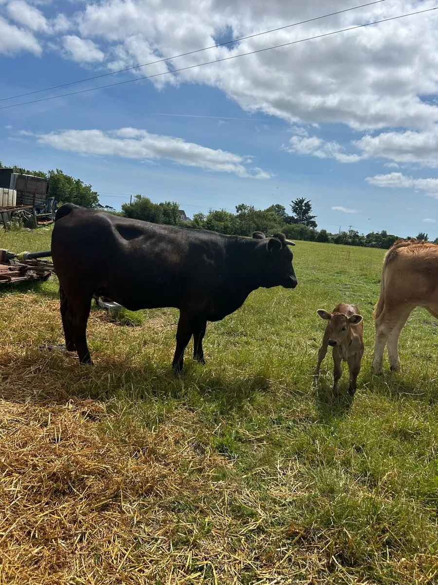 Limousine Heifer and calf at foot - Image 2