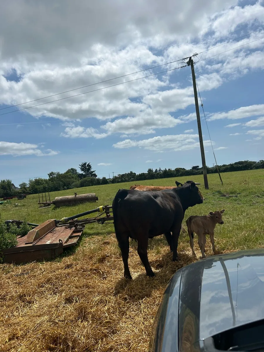 Limousine Heifer and calf at foot - Image 3