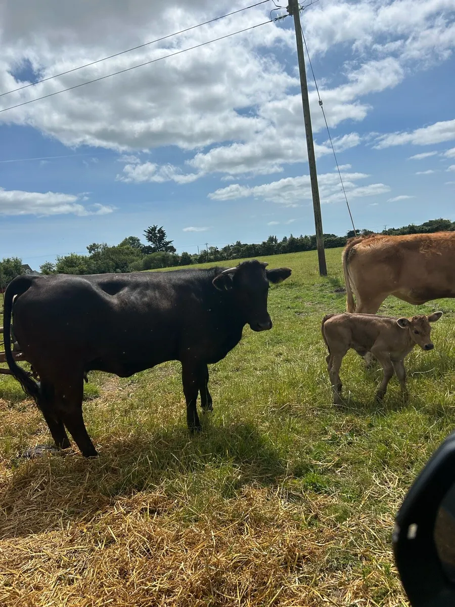 Limousine Heifer and calf at foot - Image 4