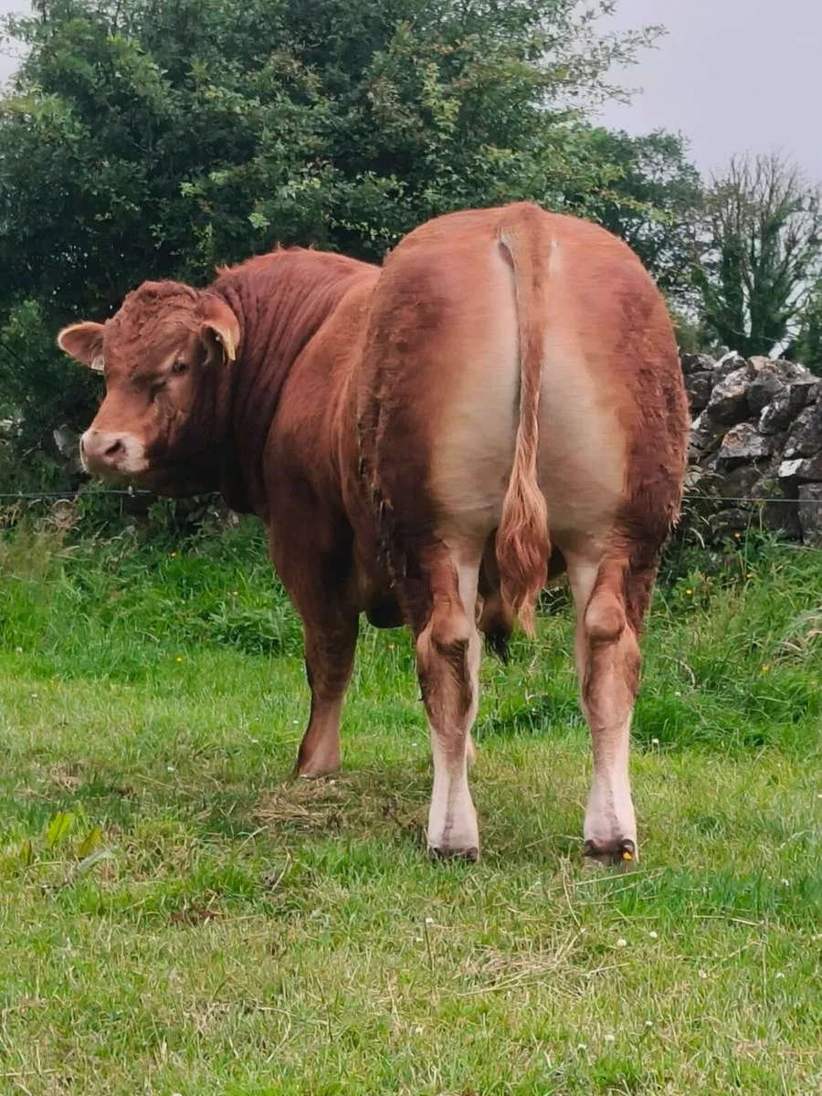 PBR LIMOUSIN BULL - Image 3