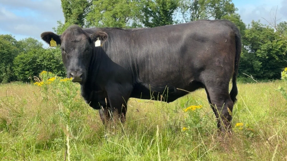 Pedigree Registered 5 star Aberdeen Angus for sale - Image 1