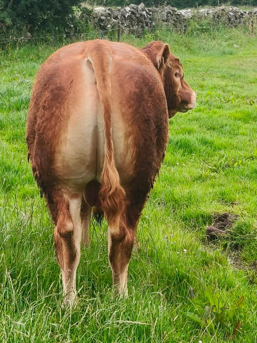 PBR LIMOUSIN BULL - Image 4