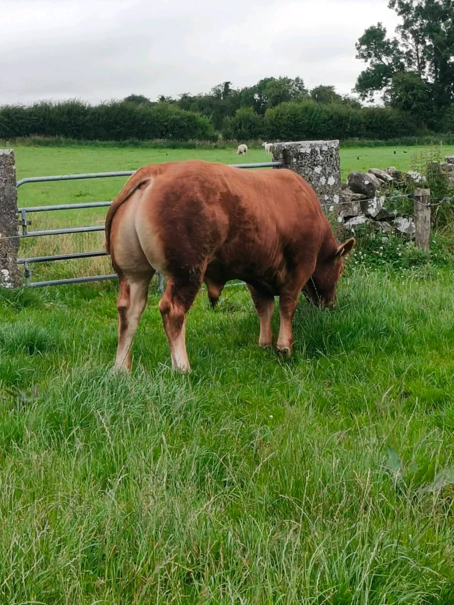 PBR LIMOUSIN BULL - Image 2