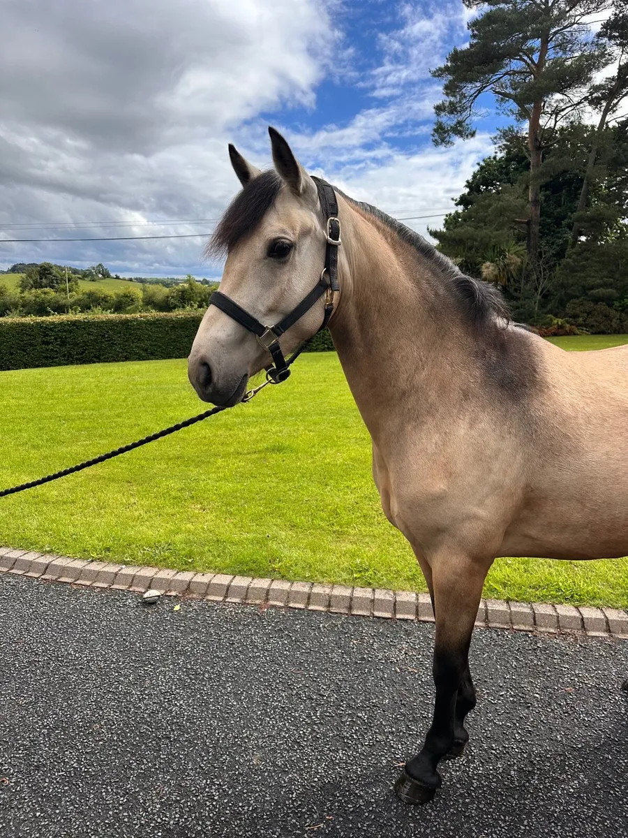 Connemara Pony - Image 2