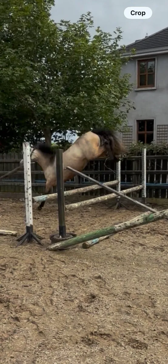 Connemara Pony - Image 4