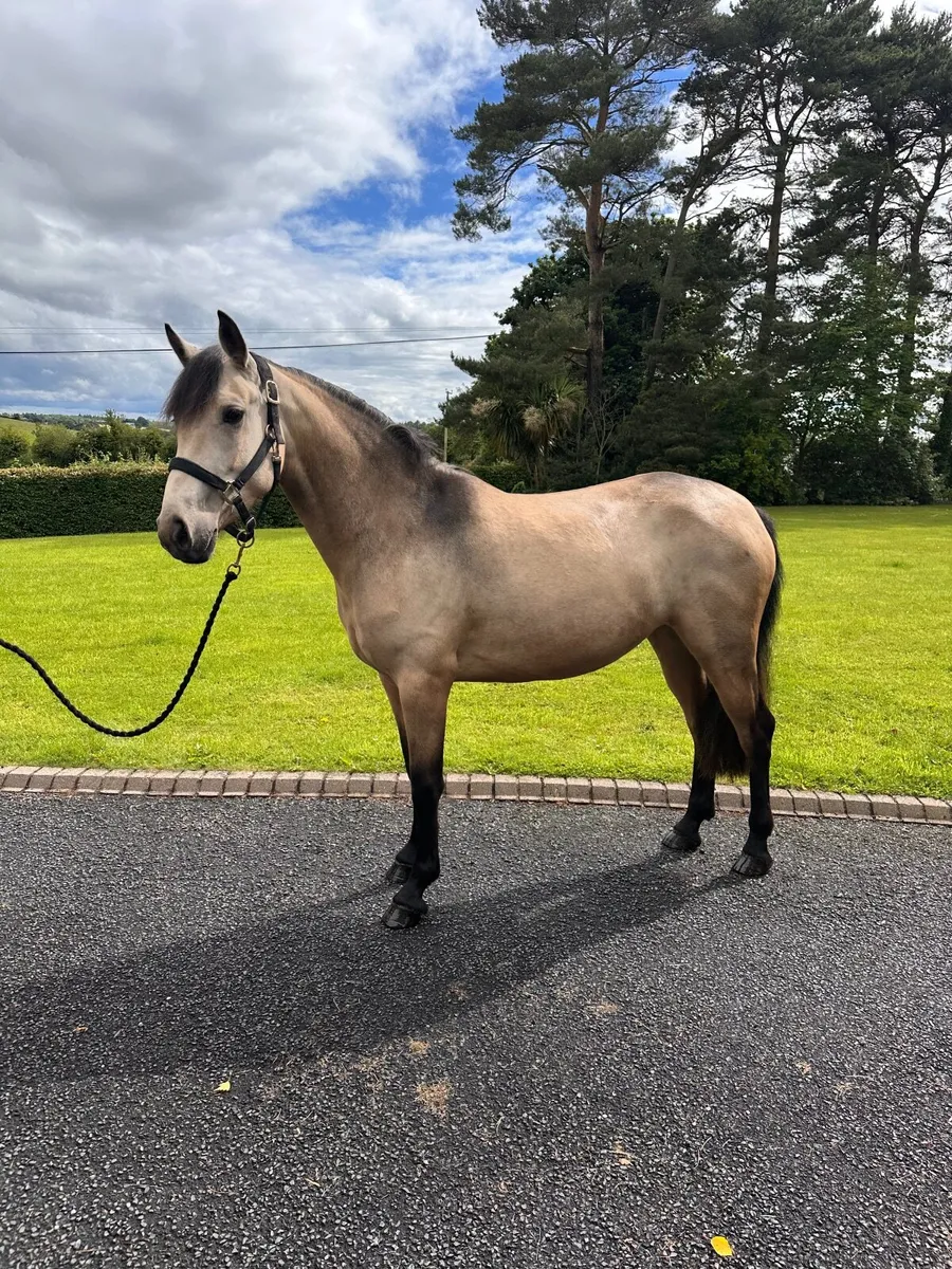 Connemara Pony - Image 3
