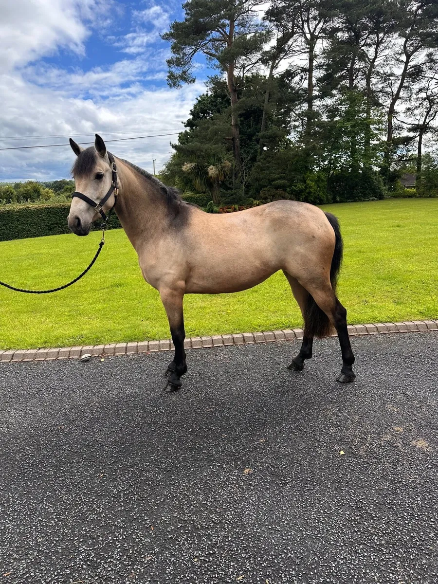 Connemara Pony - Image 1