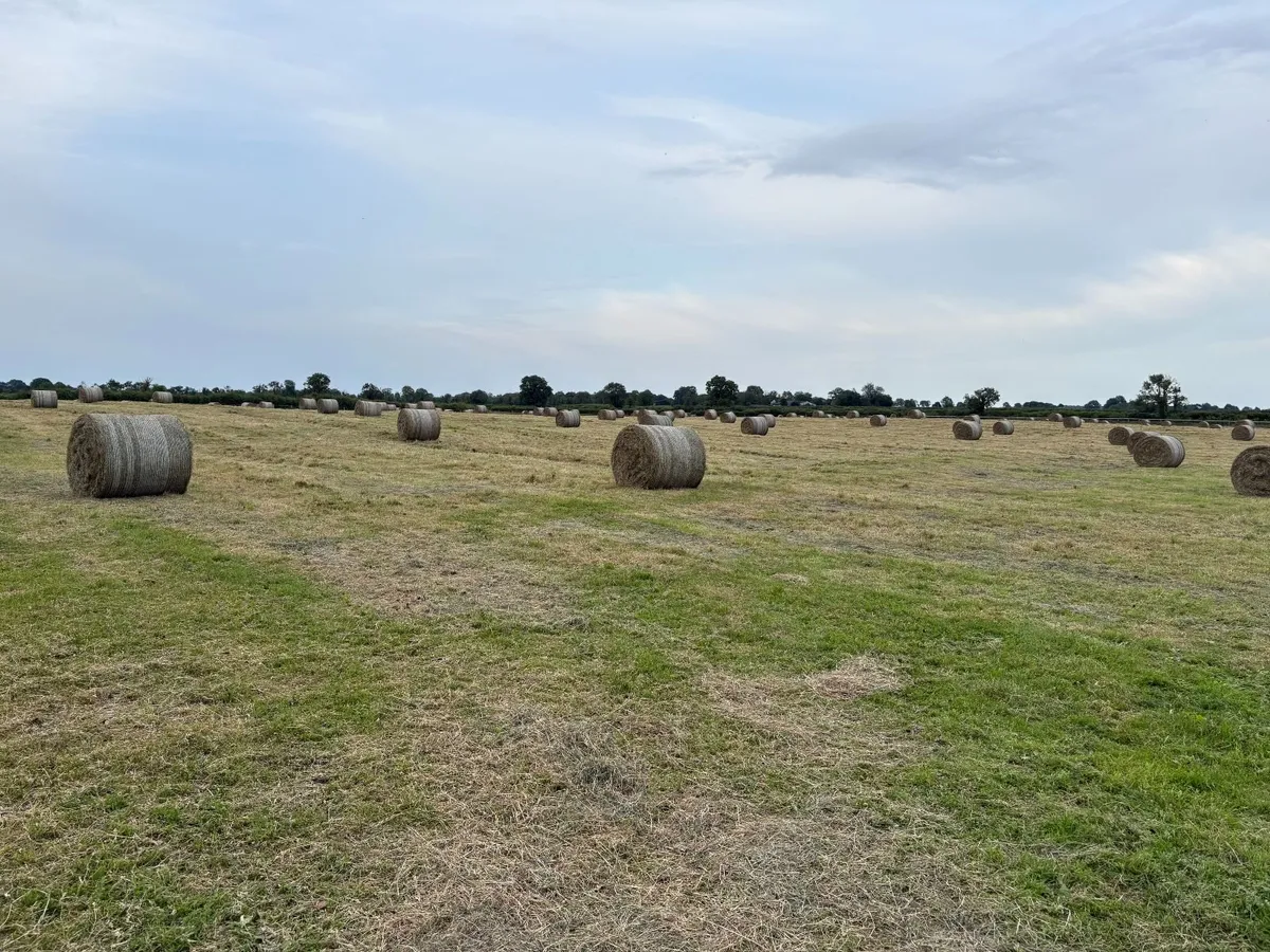 Top Class June Hay - Image 1