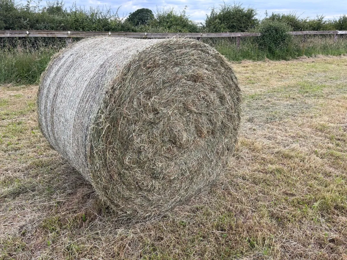 Top Class June Hay - Image 2