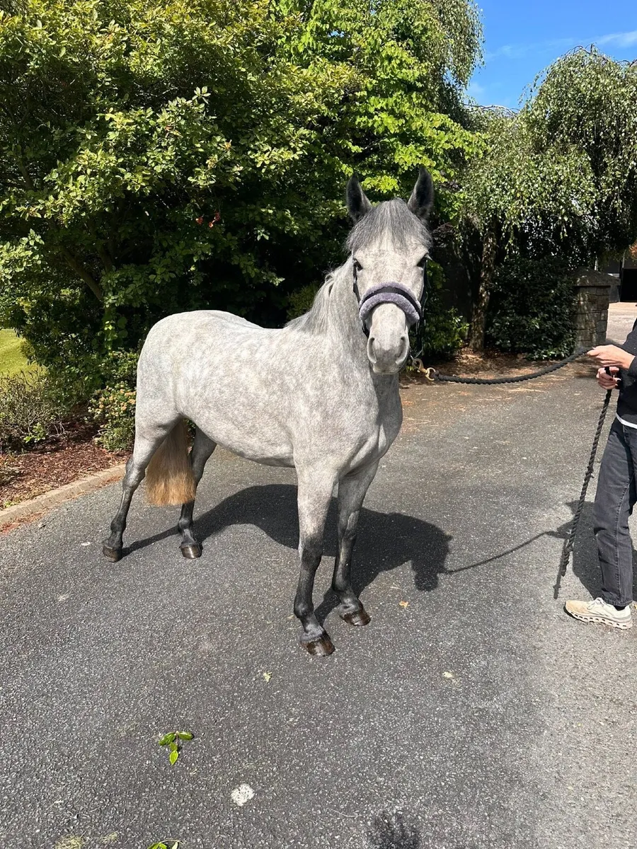 Connemara Pony - Image 3