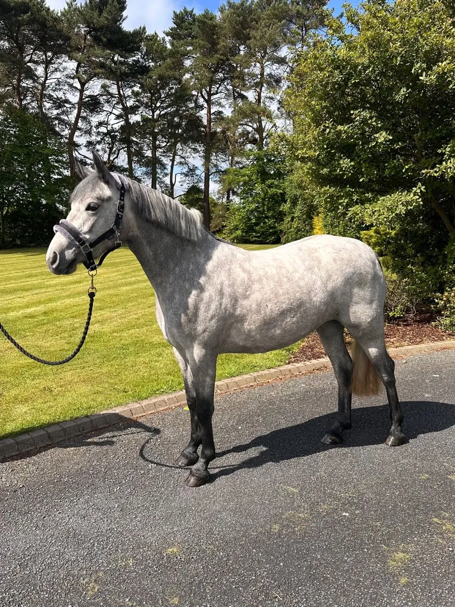 Connemara Pony - Image 1