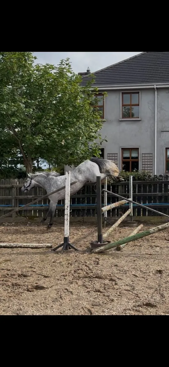 Connemara Pony - Image 4