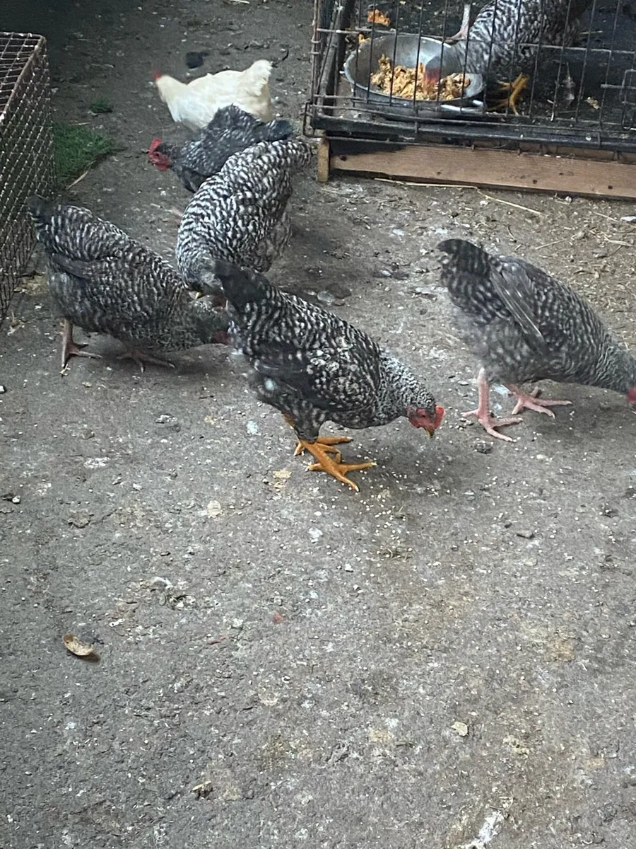 Chickens - Image 1