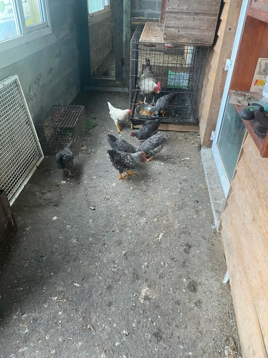 Chickens - Image 2