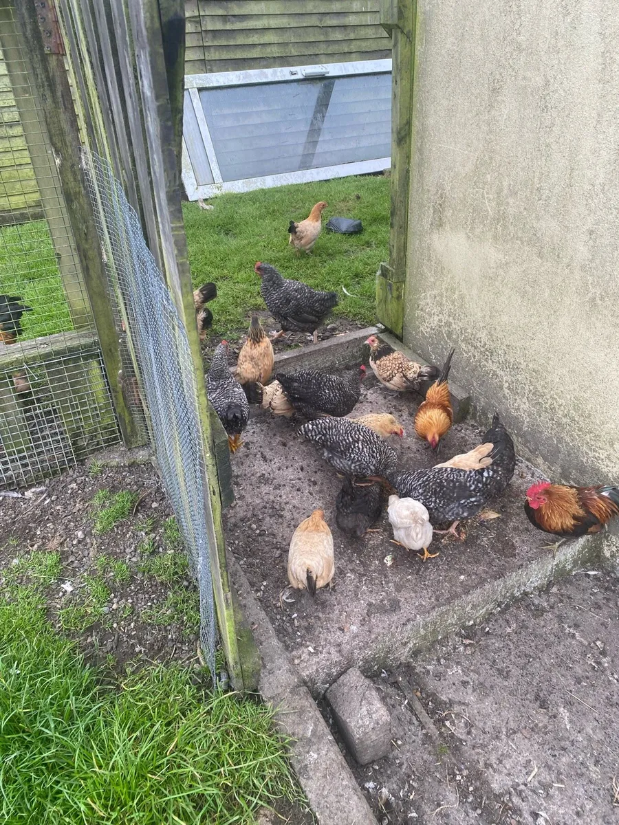 Chickens - Image 3