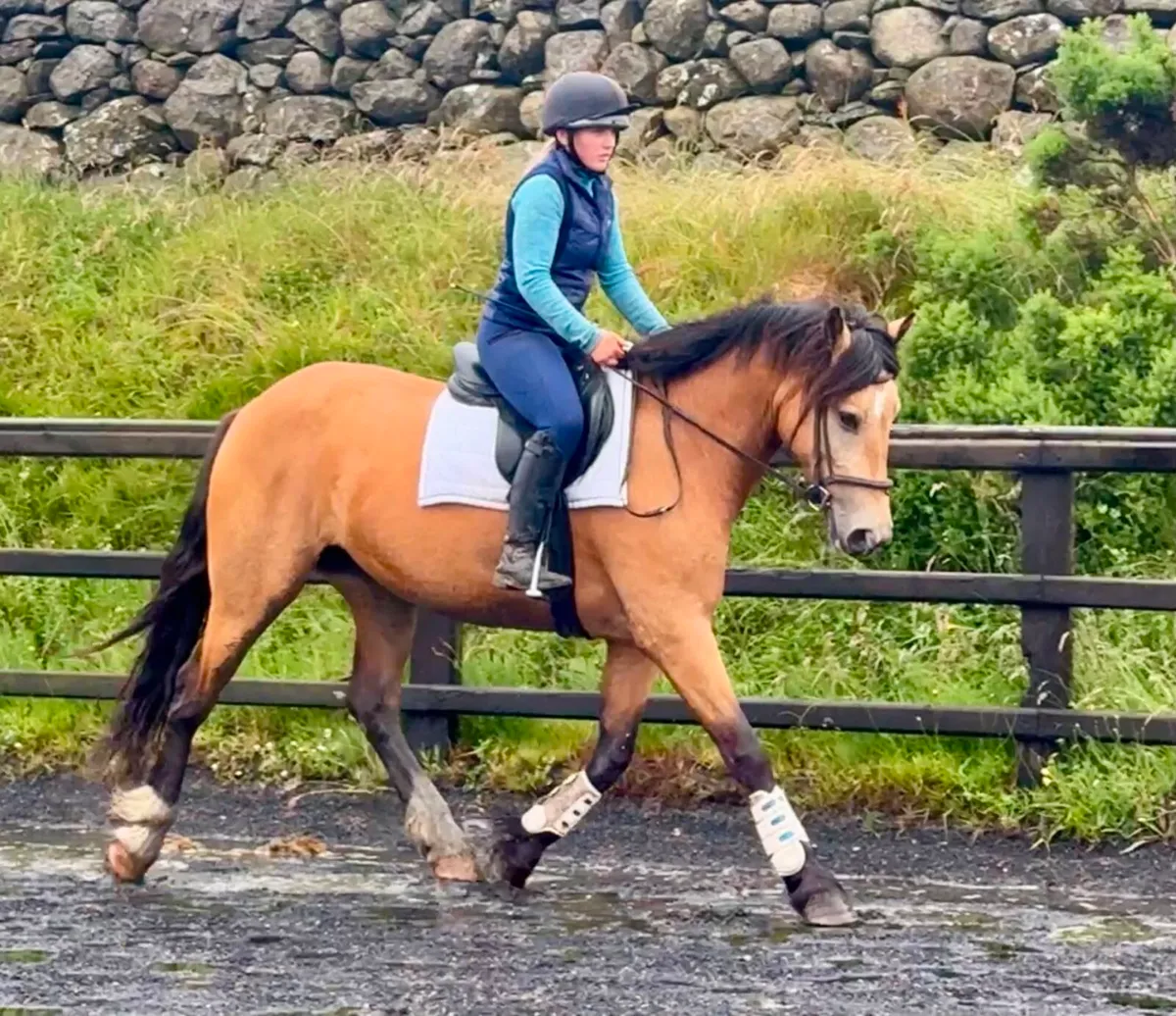 ☘️ 15.3hh Broken & Riding ☘️ - Image 2