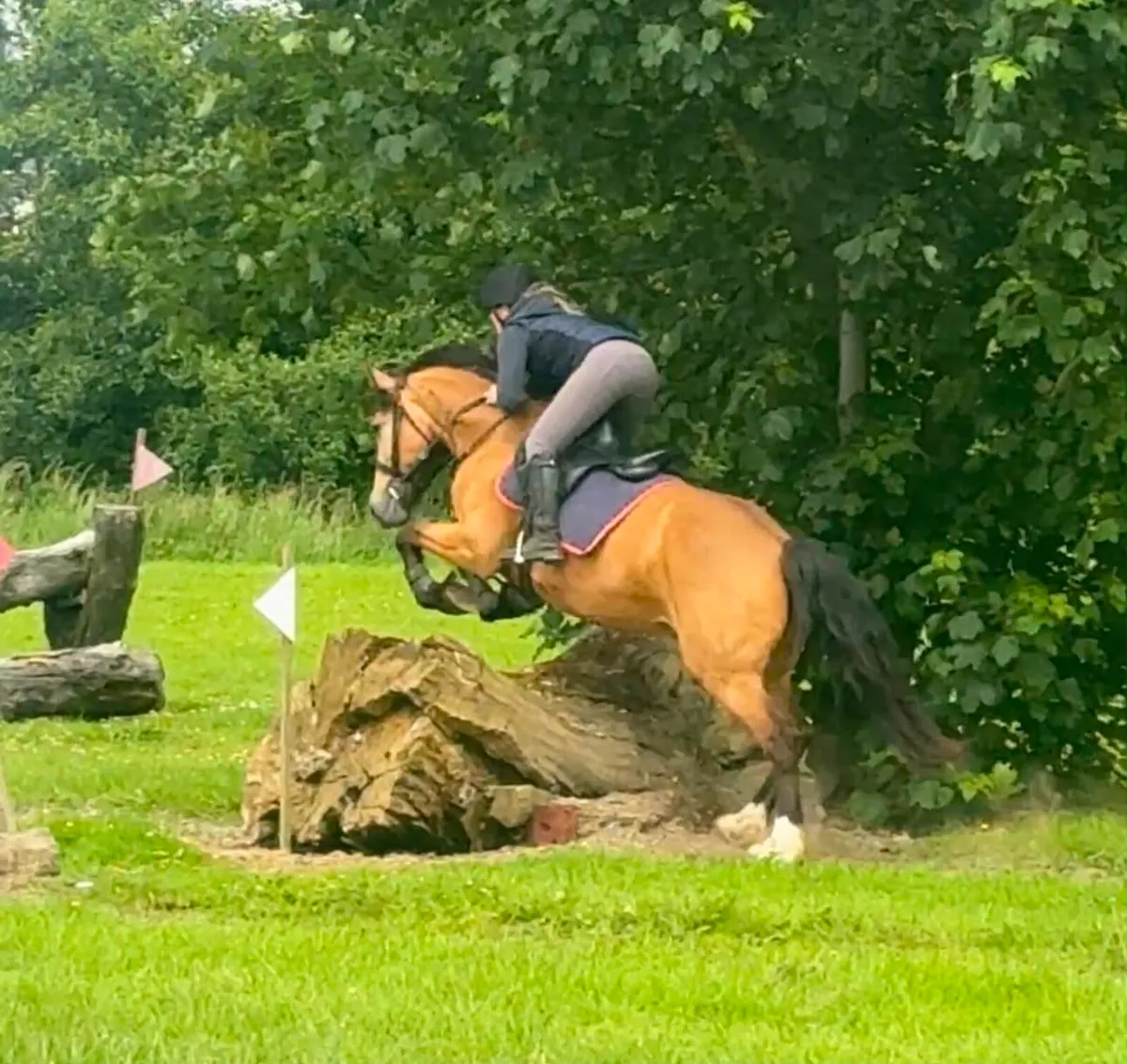 ☘️ 15.3hh Broken & Riding ☘️ - Image 3