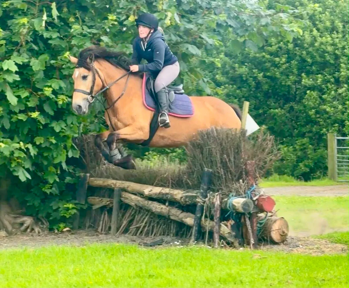 ☘️ 15.3hh Broken & Riding ☘️ - Image 4