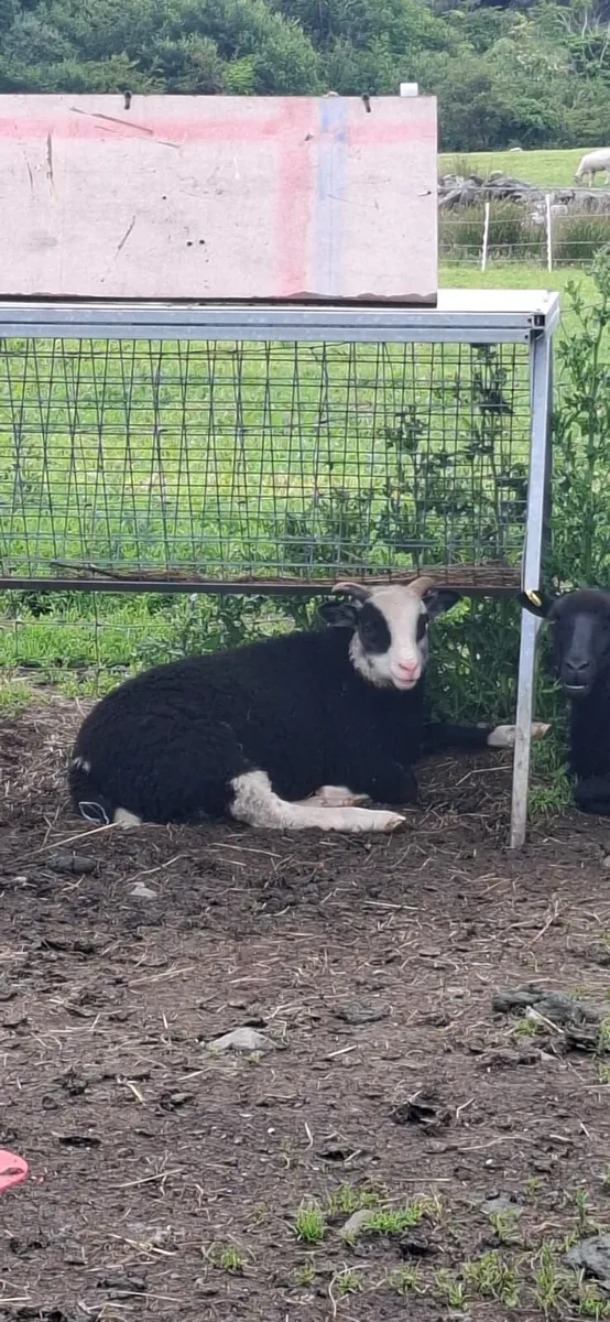 Rare breedSheep(Torddu Badger,Black Welsh,Shetland - Image 1