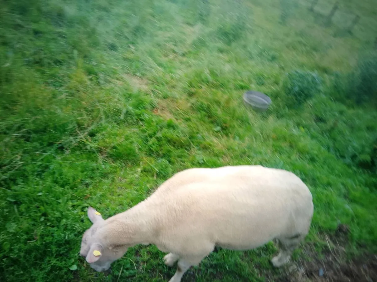 FBR hogget ram - Image 1